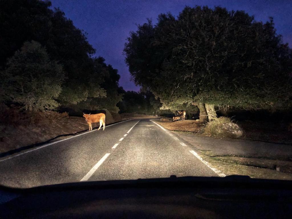 Orgosolo B&B Sardegna Bagian luar foto